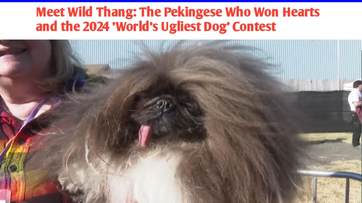 Meet Wild Thang: The Pekingese Who Won Hearts and the 2024