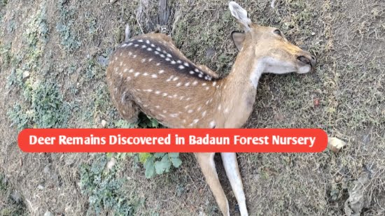 Deer Remains Discovered in Badaun Forest Nursery